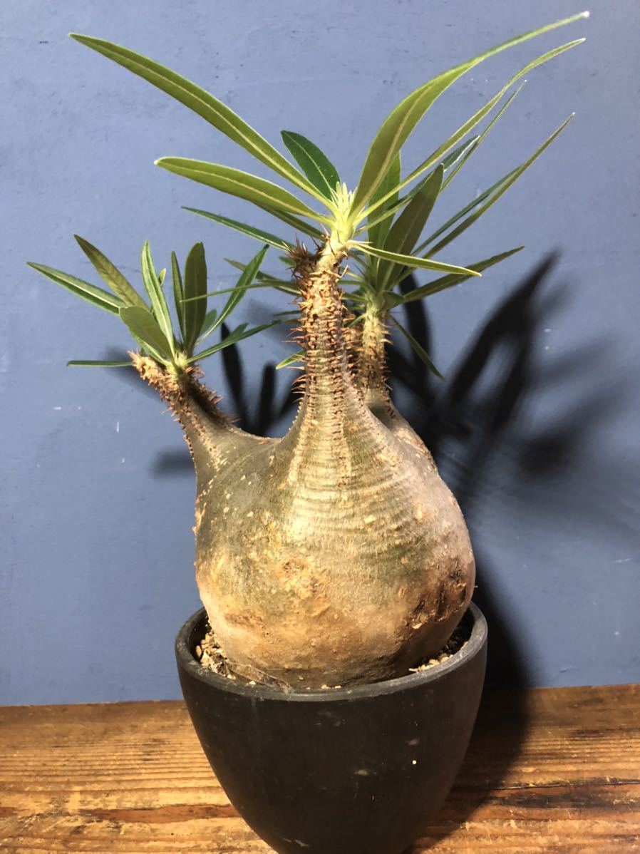 パキポディウム グラキリス　発根済　現地球　コーデックス 