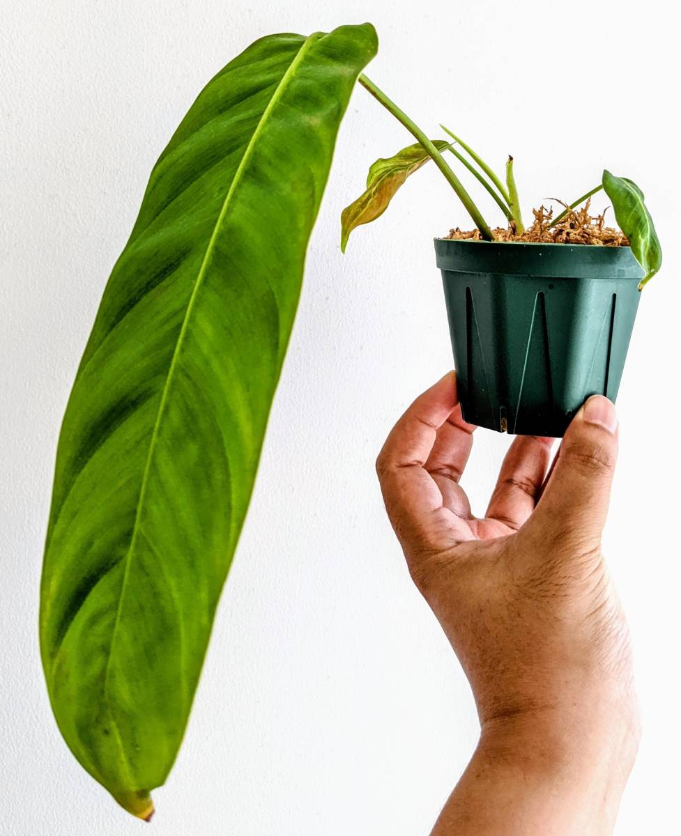 フィロデンドロン　パトリシアエ（Philodendron Patriciae）※希少※