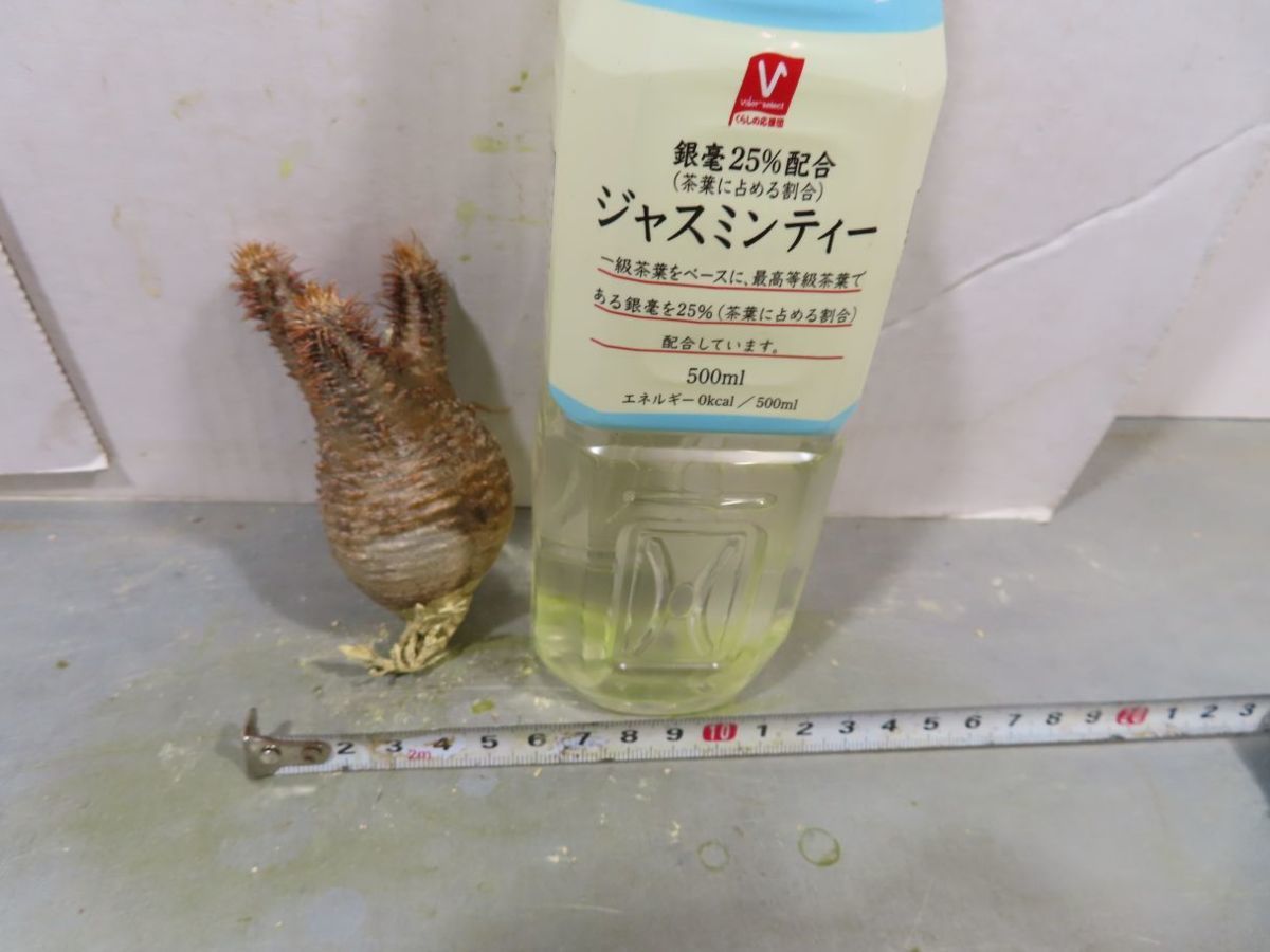 グラキリス パキポディウム ｜コーデックス：パキポディウム 実生 S