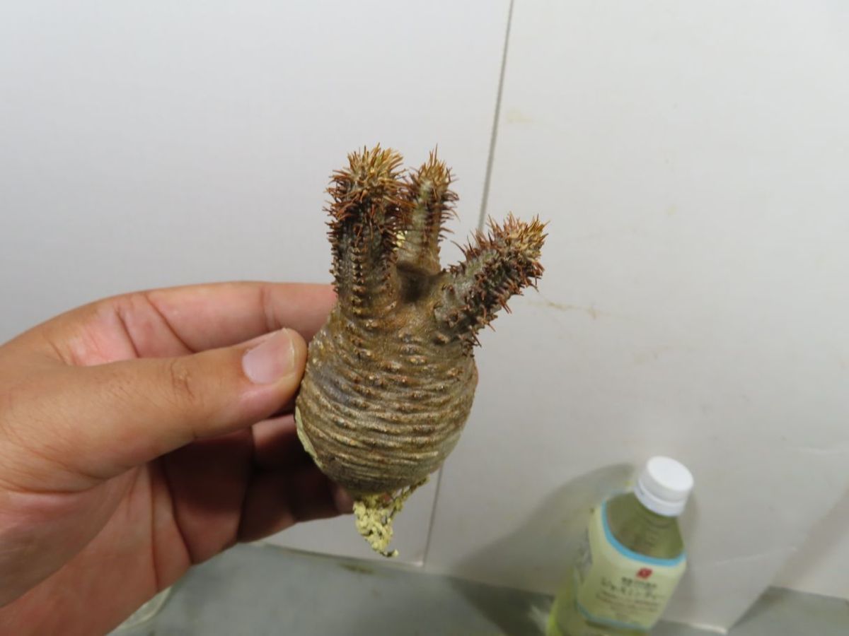 グラキリス パキポディウム ｜コーデックス：パキポディウム 実生 S
