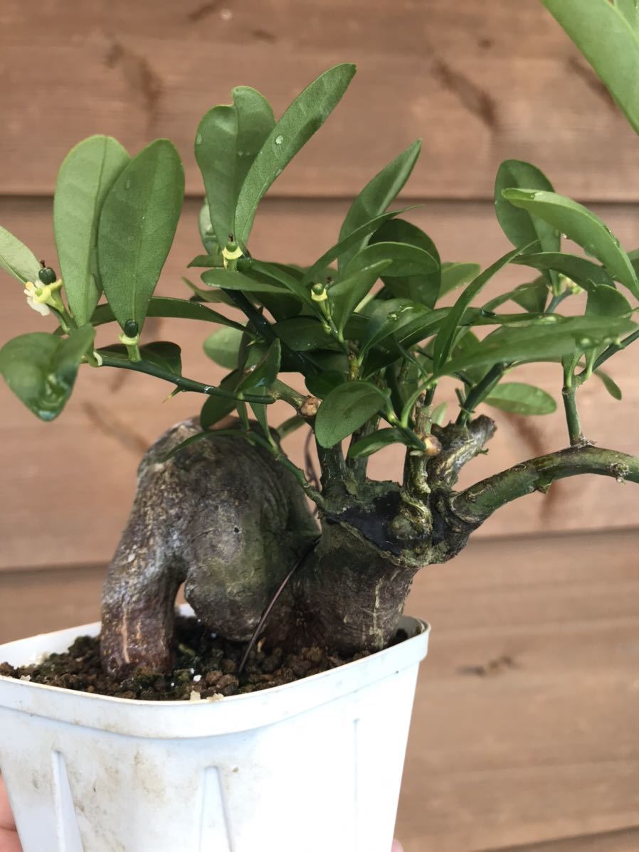 小品盆栽キンズ キンズ [捻幹模様木] 小品盆栽 キンズ [捻幹模様木] 小品