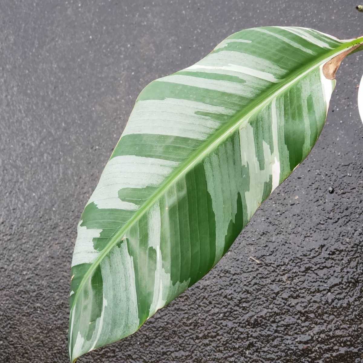 斑入りバナナ アエアエバナナ ムサ AeAe Musa 公式通販 アエアエ 