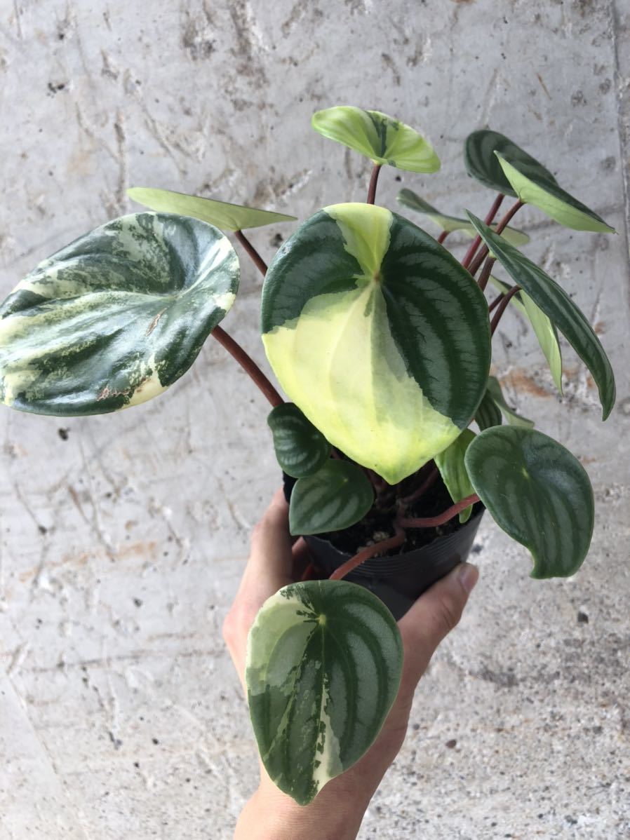 【極斑】ペペロミア　サンデルシー　斑入り