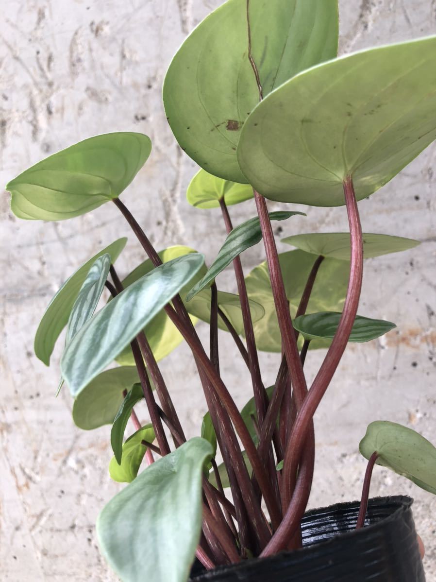 【極斑】ペペロミア　サンデルシー　斑入り