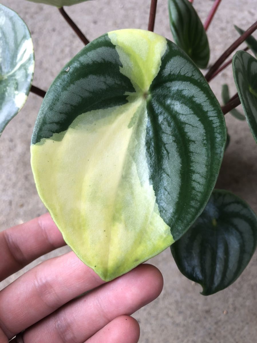 【極斑】ペペロミア　サンデルシー　斑入り