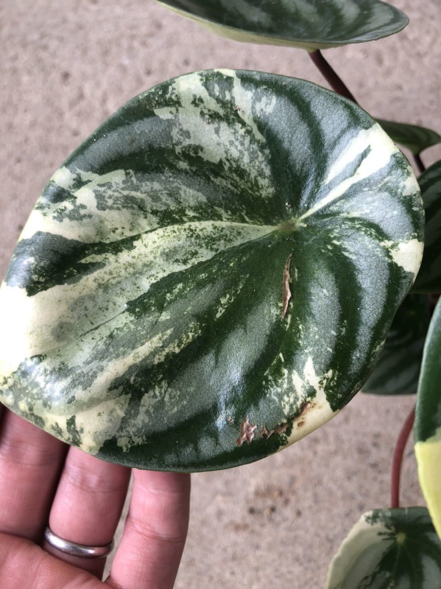 【極斑】ペペロミア　サンデルシー　斑入り