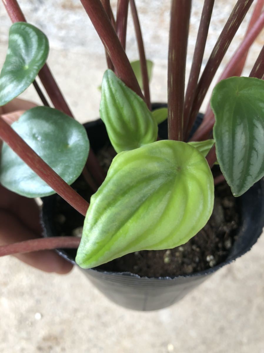 【極斑】ペペロミア　サンデルシー　斑入り
