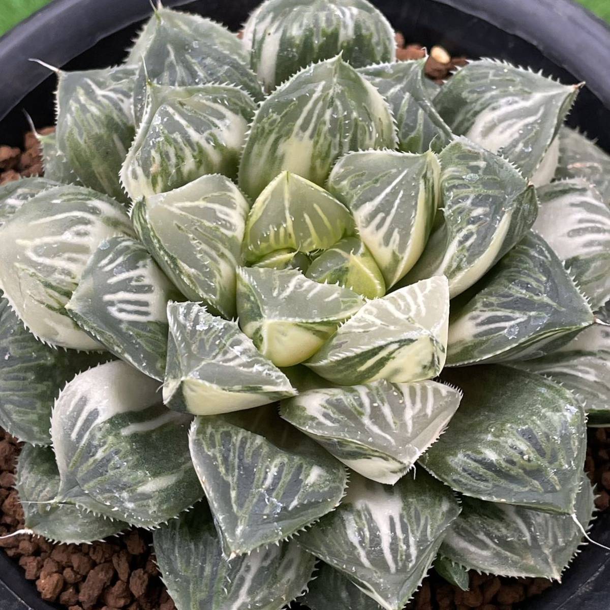 （≧∇≦）多肉植物　ハオルチア　オブツーサ錦×ミラーボール錦　極上斑_2