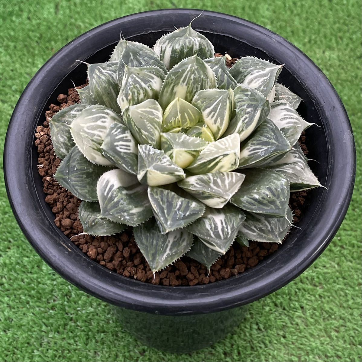 （≧∇≦）多肉植物　ハオルチア　オブツーサ錦×ミラーボール錦　極上斑_4