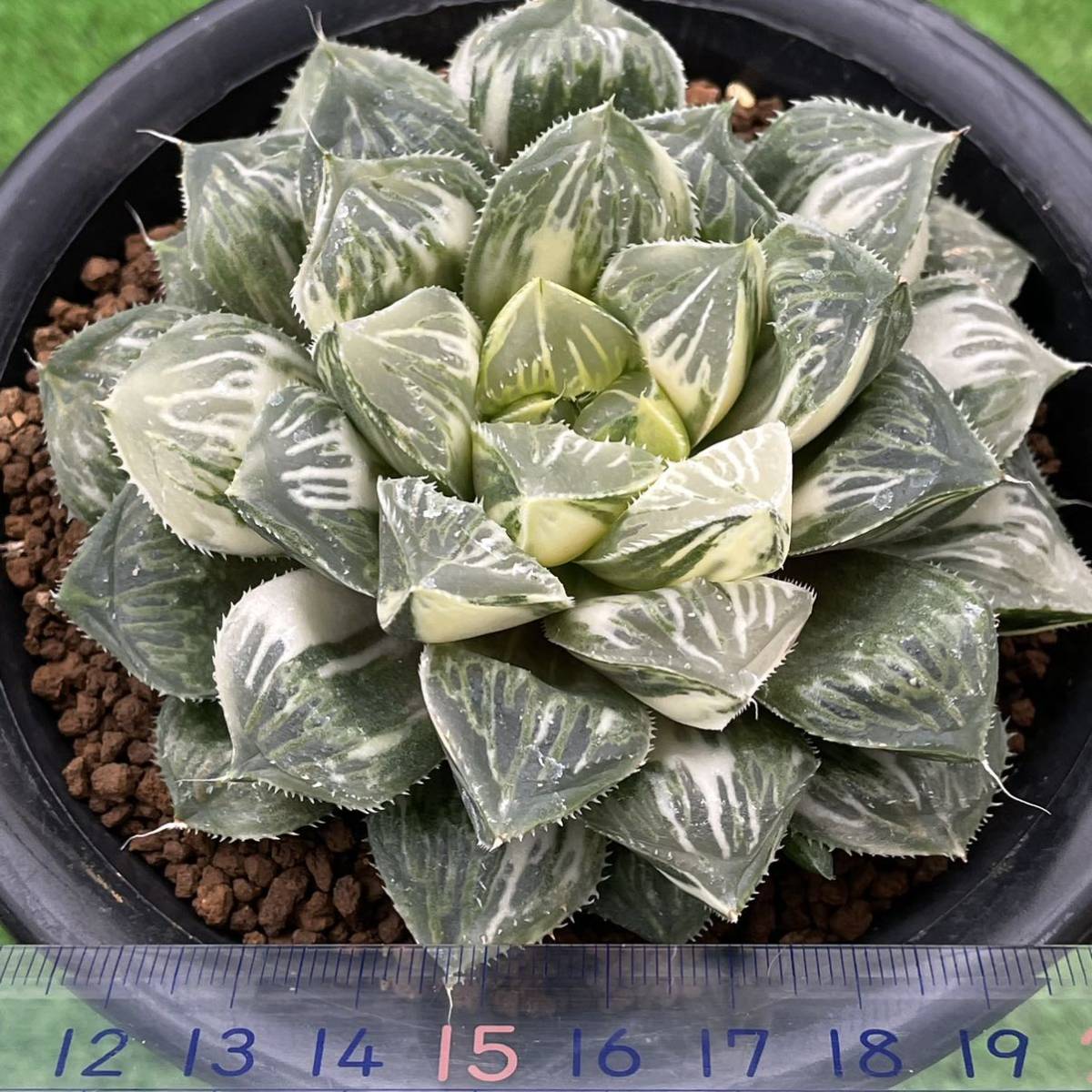 （≧∇≦）多肉植物　ハオルチア　オブツーサ錦×ミラーボール錦　極上斑_5