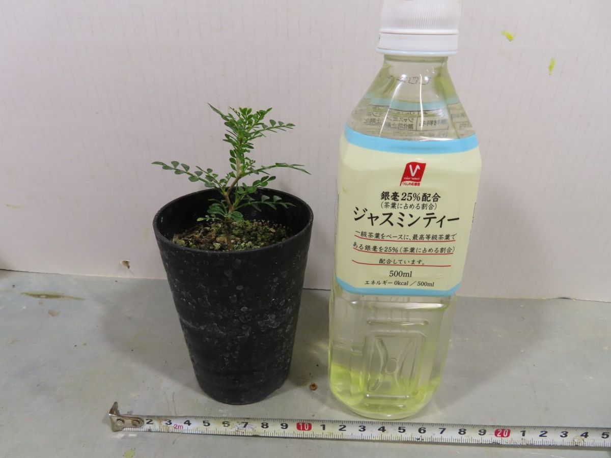 ジャンク/返品不可 Leica minilux #i38709 j2