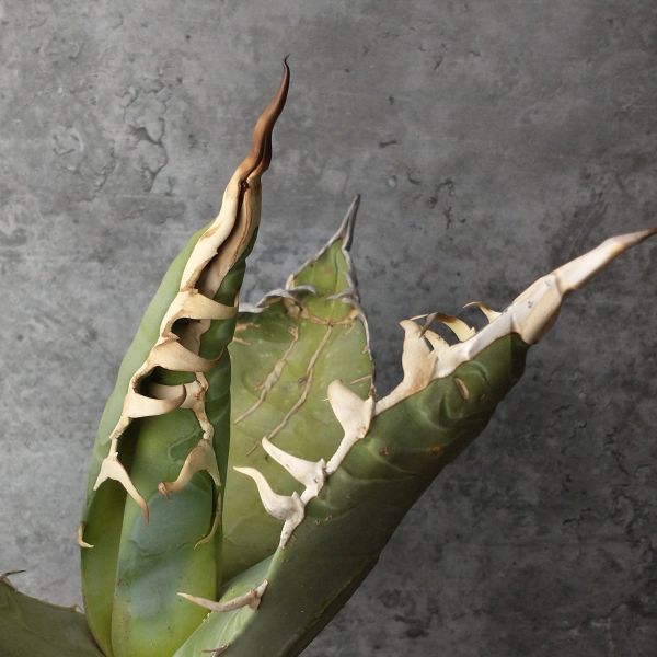 産 オテロイ アガベ agave Yahoo!オークション 超希少個体オアハカ