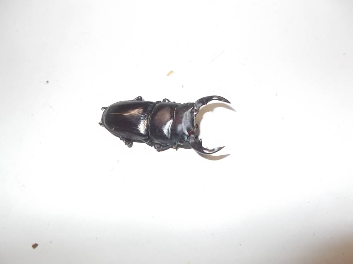 オオクワ　久留米産　オス1+メス2　3匹_1