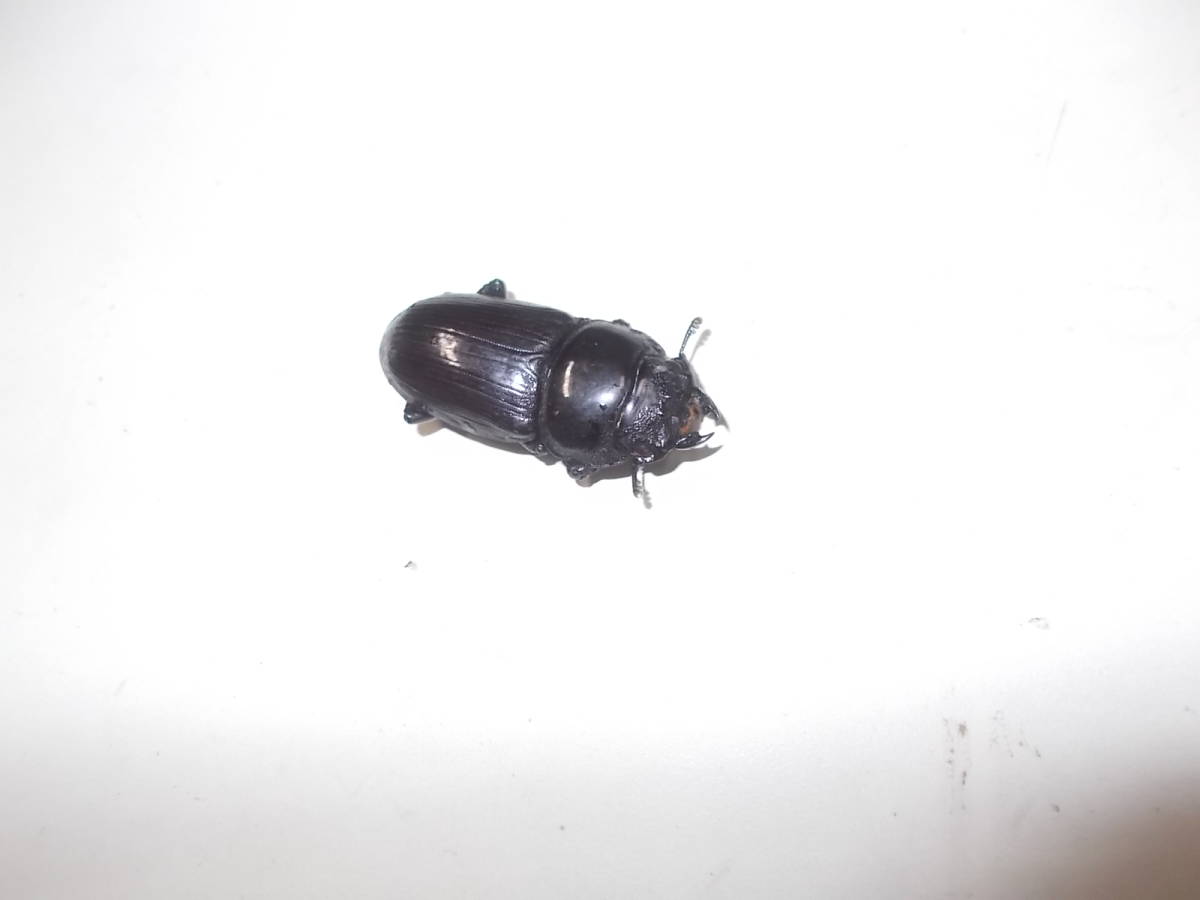 オオクワ　久留米産　オス1+メス2　3匹_3