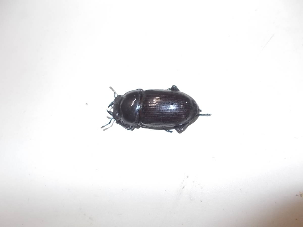 オオクワ　久留米産　オス1+メス2　3匹_4