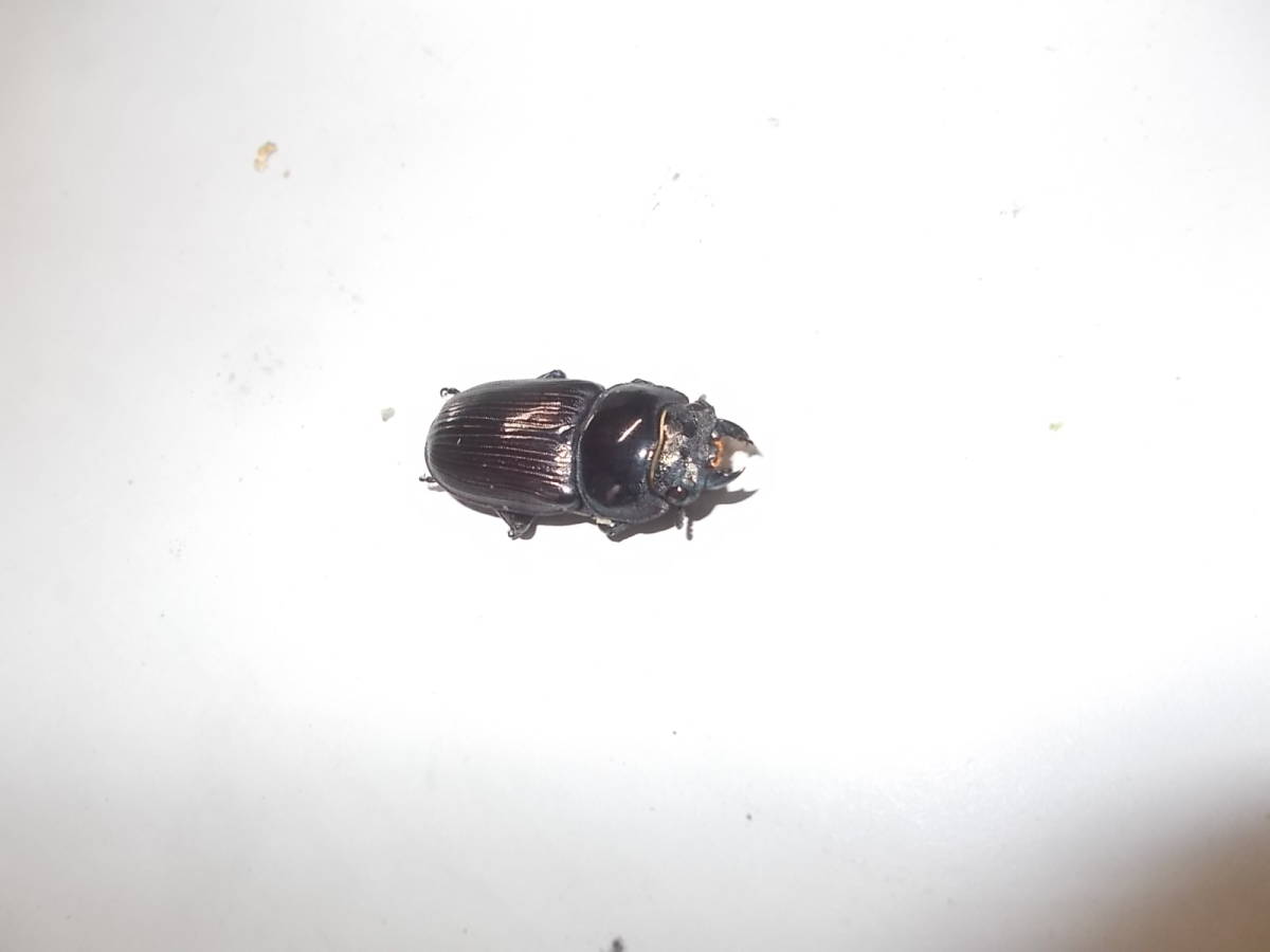 オオクワ　久留米産　オス1+メス2　3匹_5