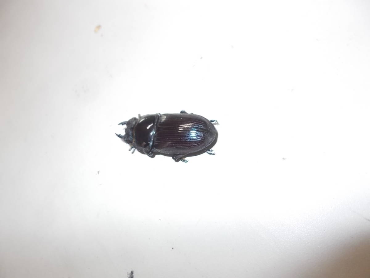 オオクワ　久留米産　オス1+メス2　3匹_6