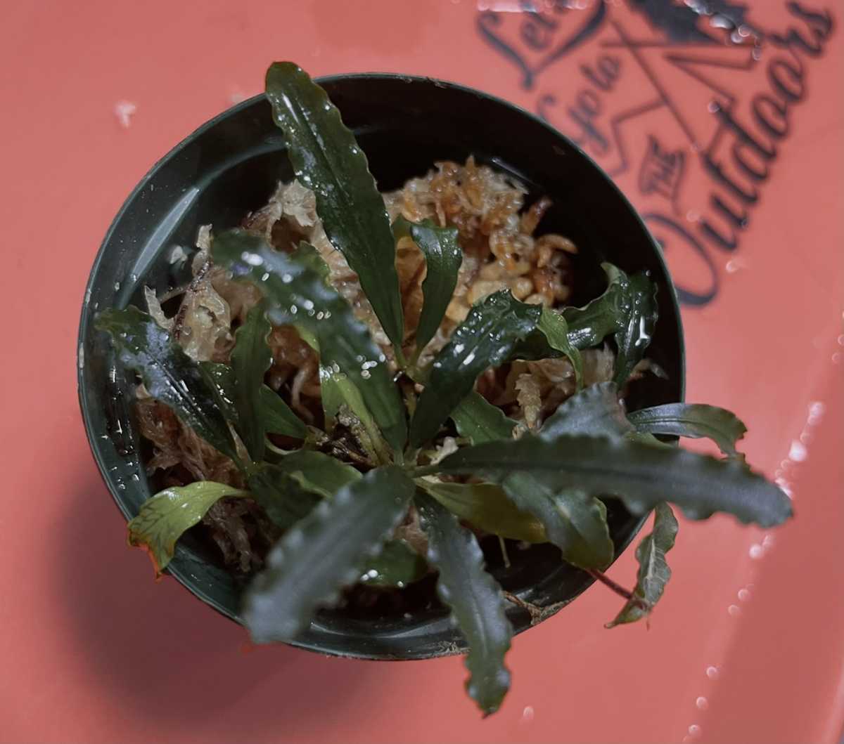 Bucephalandra Pack Mix sp. 0 of Mixed ⁕ Plant - Value TUB LARGE