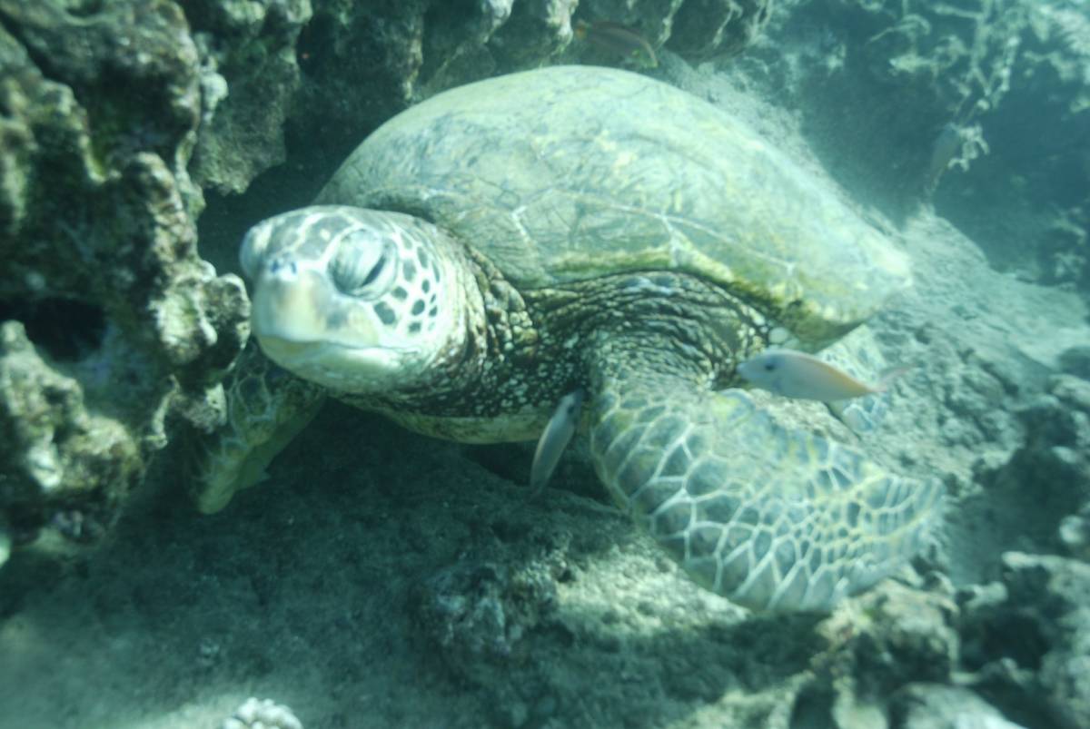 ウミガメ 壁の値段と価格推移は 19件の売買情報を集計したウミガメ 壁の価格や価値の推移データを公開