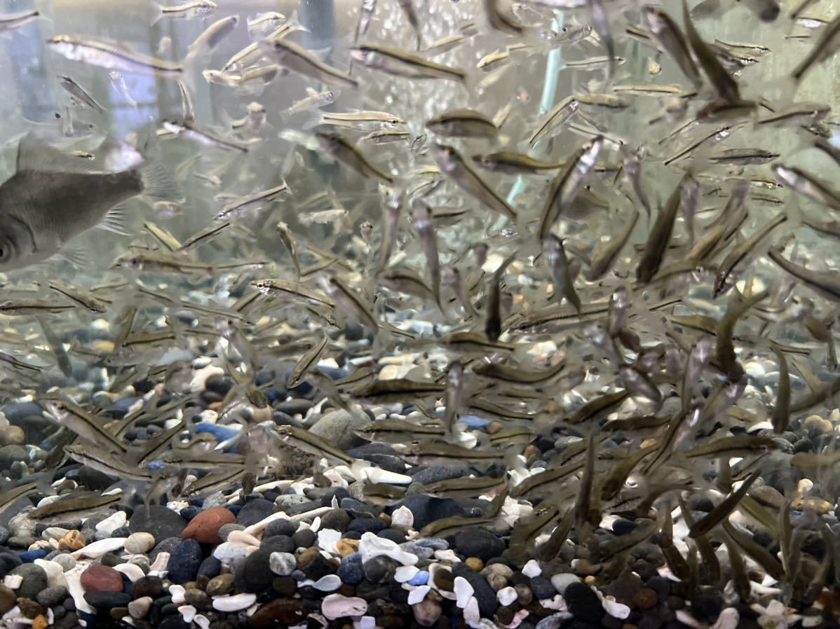 【格安，人気】 淡水魚 クチボソ モツゴ 3〜5cm 600匹 Ｐ/Ｃ込み クリルも食べてます 期間限定(その他)｜売買されたオークション情報、yahooの商品情報をアーカイブ公開 - オークファン その他