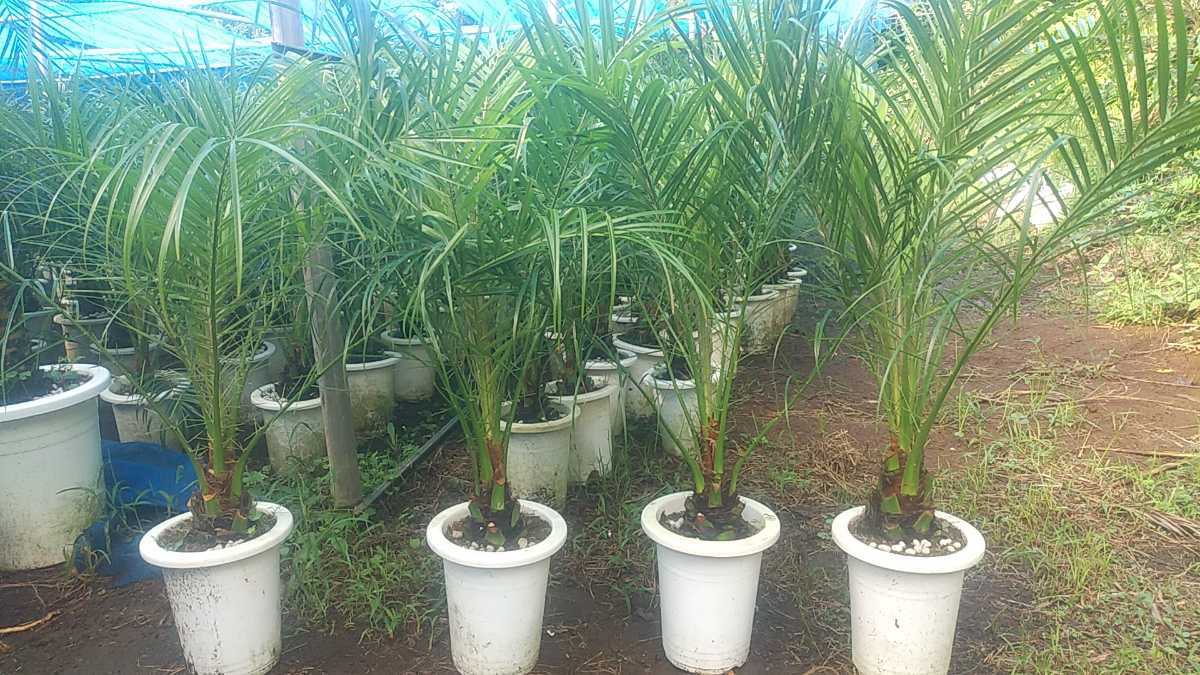 送料込】沖縄産トックリヤシ（27）┃人気沸騰中の徳利椰子で