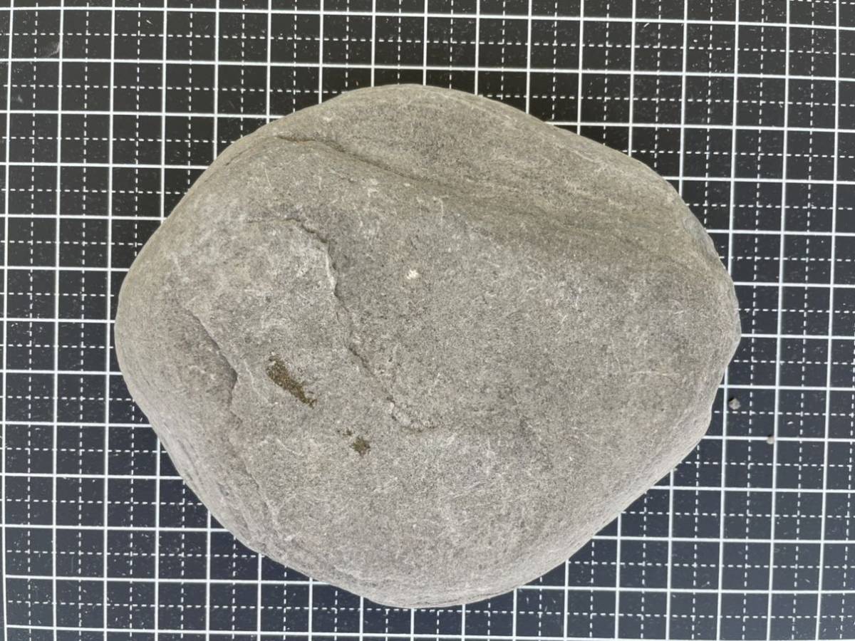 大型の虹色アンモナイト化石：Caloceras johnstoni、イギリスの 