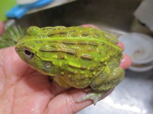 特大アフリカウシガエル 爆食 Lespetitesfolieshome Com