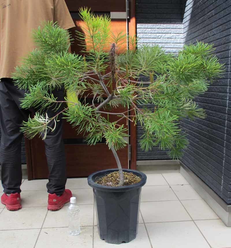 植物 バンクシア スピヌロサ 現品 大株 バンクシア・スピヌノーサ