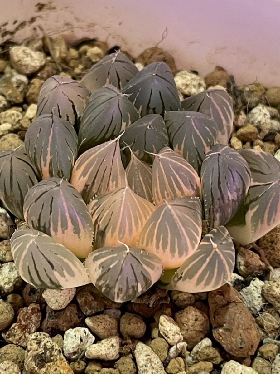 47E 多肉植物 ハオルチア ブラックオブツーサ錦実生