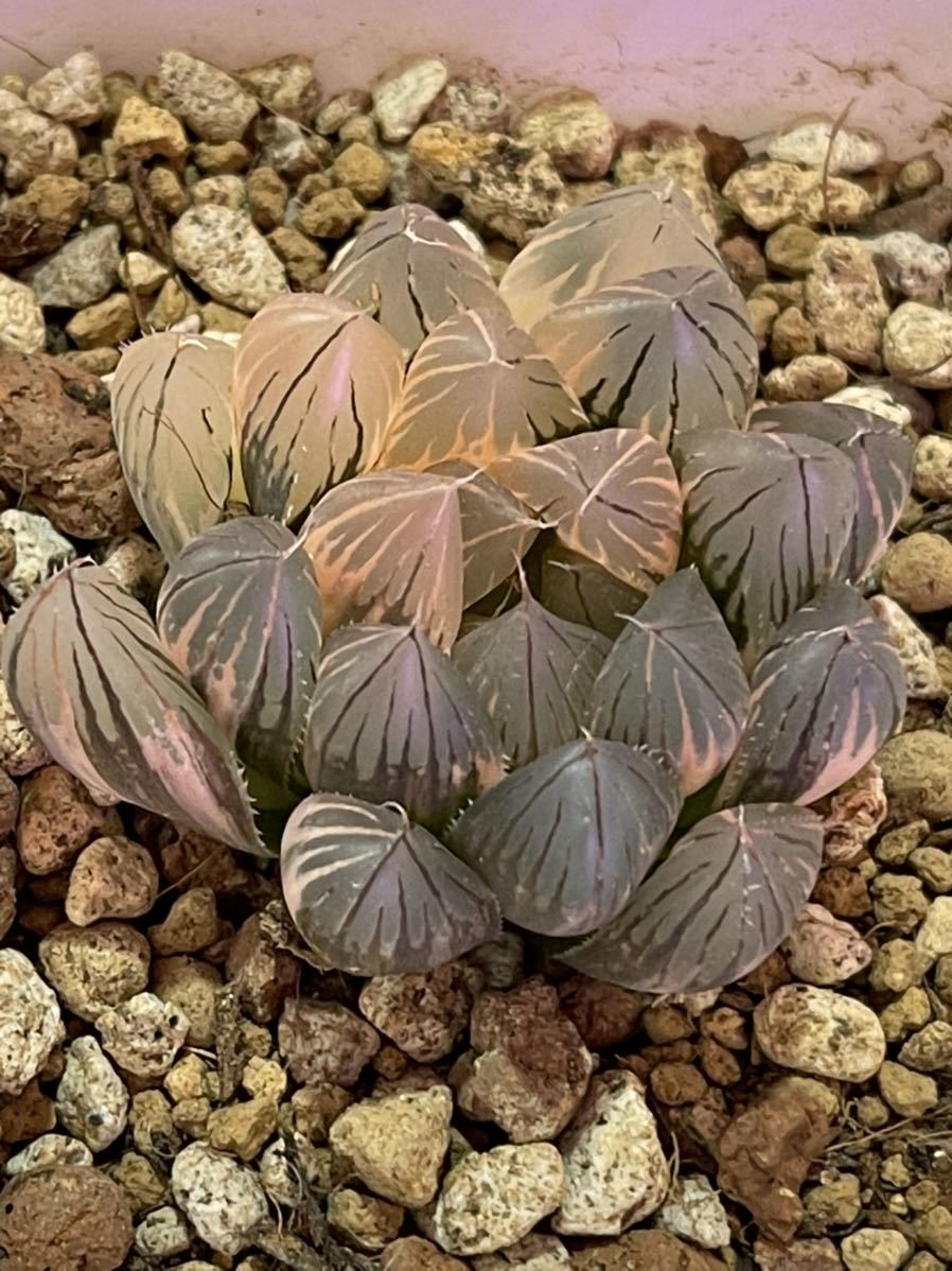 多肉植物 ハオルチア ブラックオブツーサ錦H ハオルチア 多肉植物