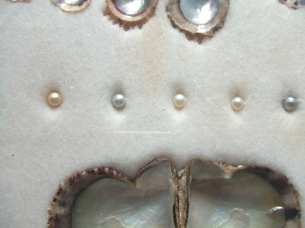 ミキモト真珠島☆CULTURED PEARL☆額装 真珠標本 MIKIMOTO PEARL