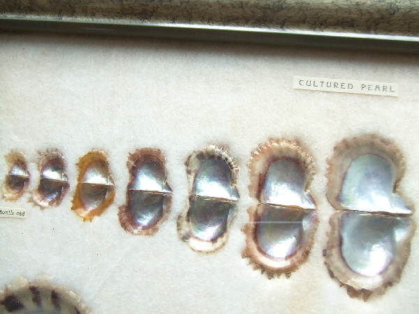 ミキモト真珠島☆CULTURED PEARL☆額装 真珠標本 MIKIMOTO PEARL