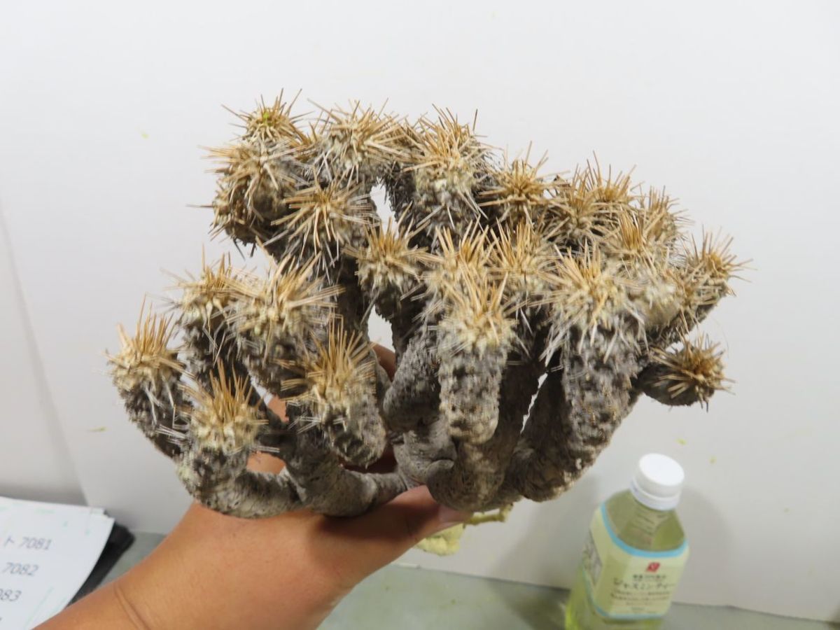 ト7045 「現地株」ユーフォルビア　ギラウミニアナ 中～大 抜き苗【/最新到着・マダガスカル・Euphorbia guillauminiana・多肉植物】