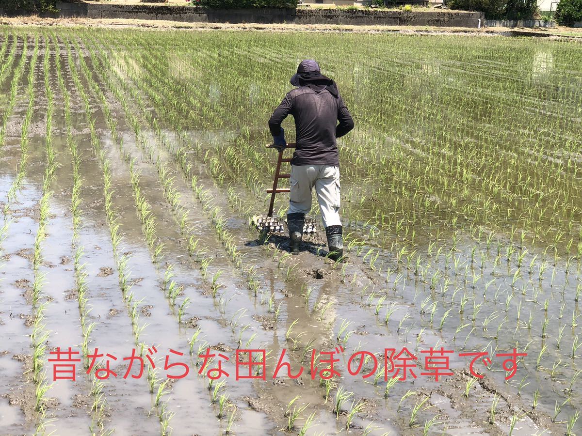 白米10kg+10kg 令和3年　新潟県三条市しただ産　減農薬　新潟県認証　特別栽培米コシヒカリ100% 白雪美人　グルテンフリー　送料無料