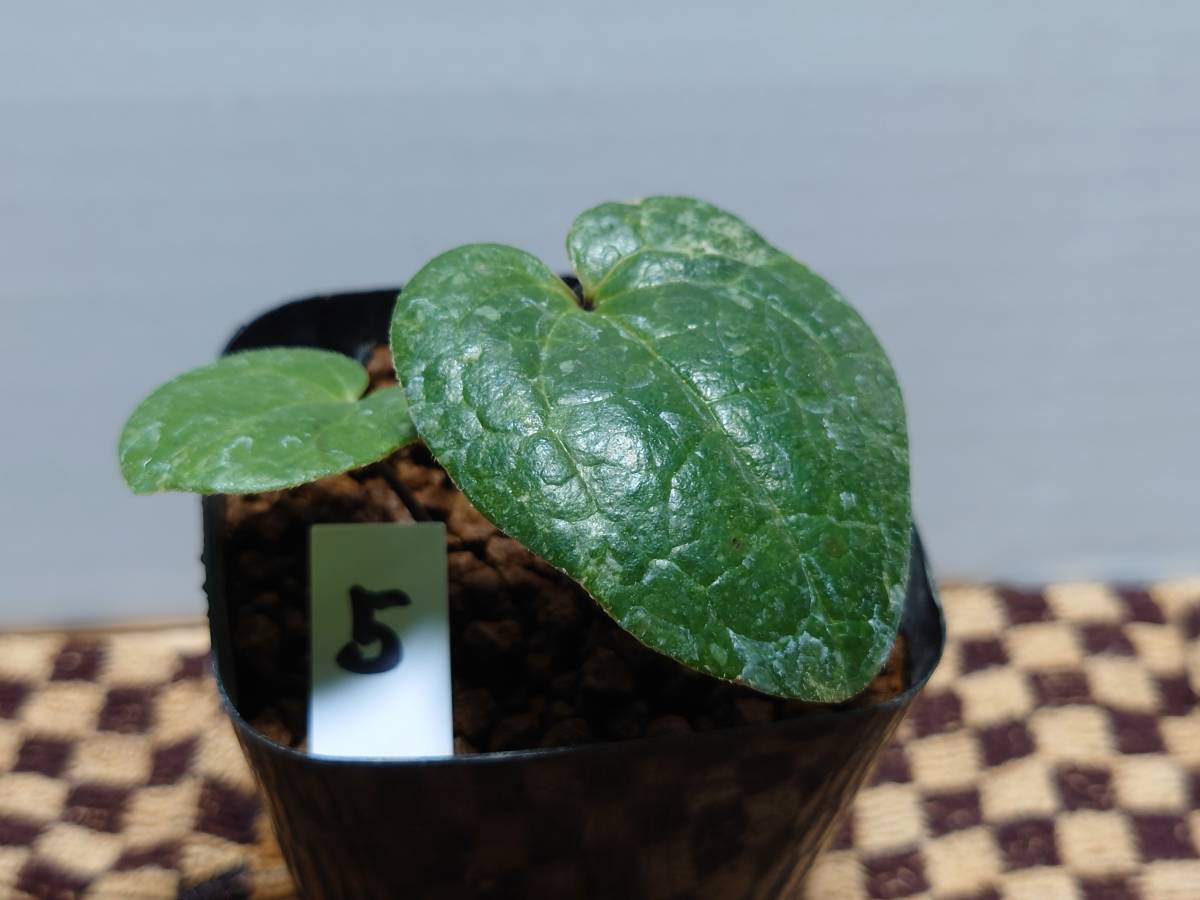 斑入り カンアオイ タマノカンアオイ タマノカンアオイ紅牡丹(べに