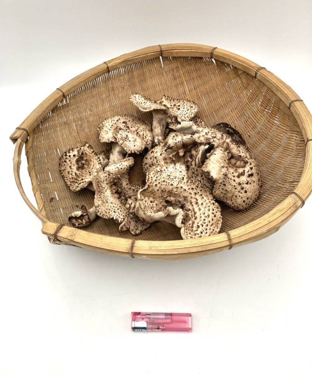 天然きのこ香茸530g 天然きのこ香茸530g