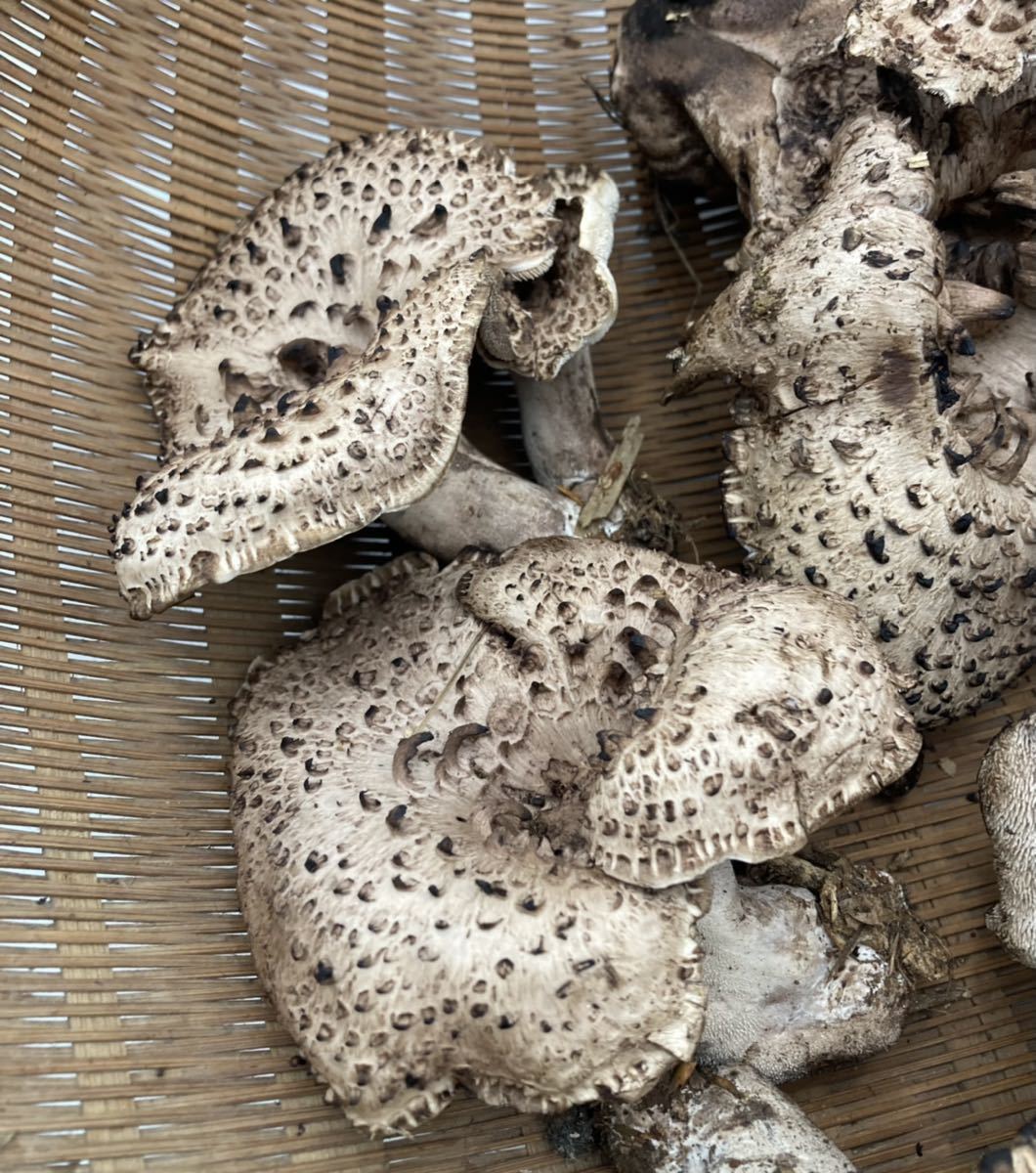 天然きのこ香茸530g 天然きのこ香茸530g