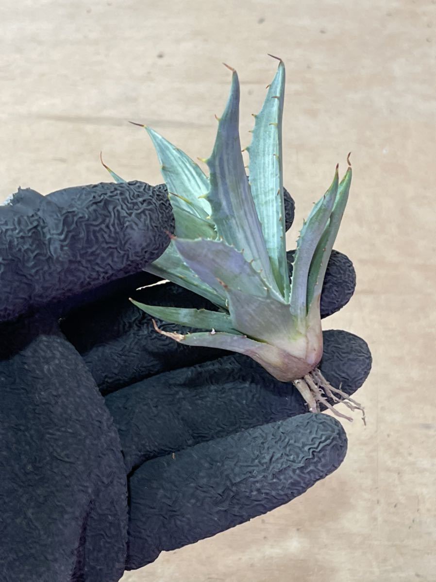 アガベ スノーデビル 斑入り デサーティ 0 v 多肉植物アガベ スノー