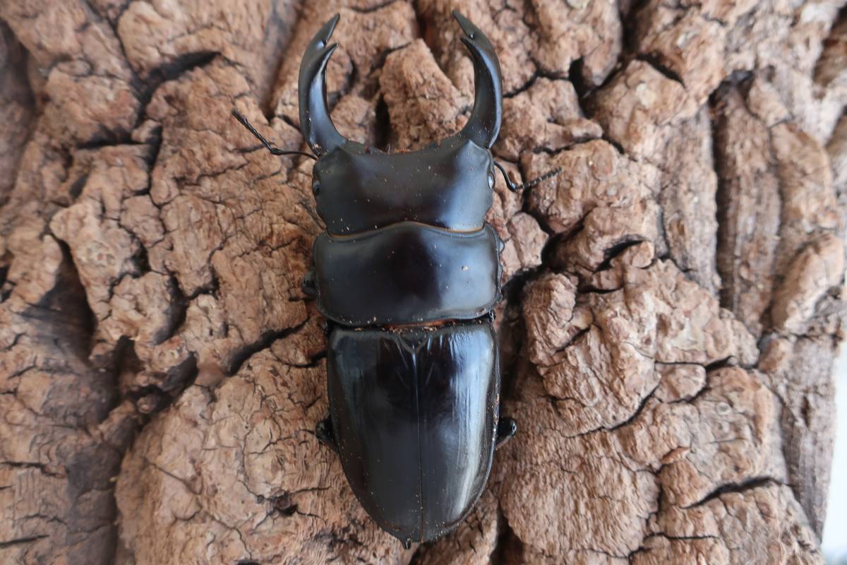 ロドリゲスカブトハナムグリ WDロドリゲスカブトハナムグリ ♂単品