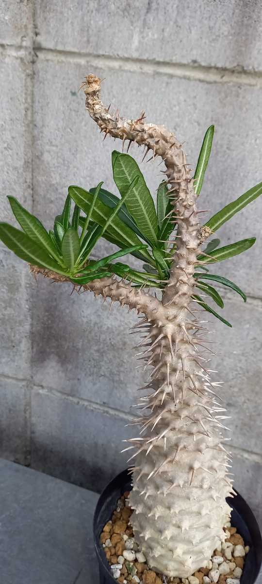 パキポディウム アンボンゲンセ 塊根植物 現地球 発根管理2年以上 安心