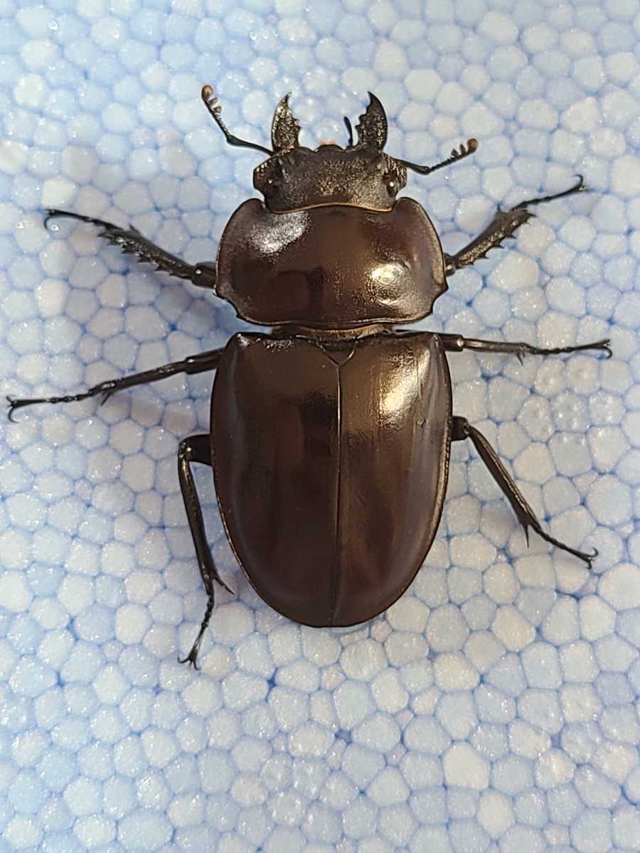 ヤエヤママルバネクワガタ(43㎜ CBF1)♀単品 石垣島 屋良部岳 ヤエヤマ