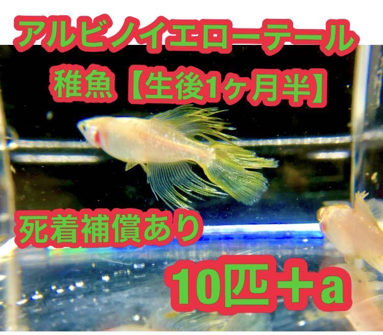 g1063046244.4