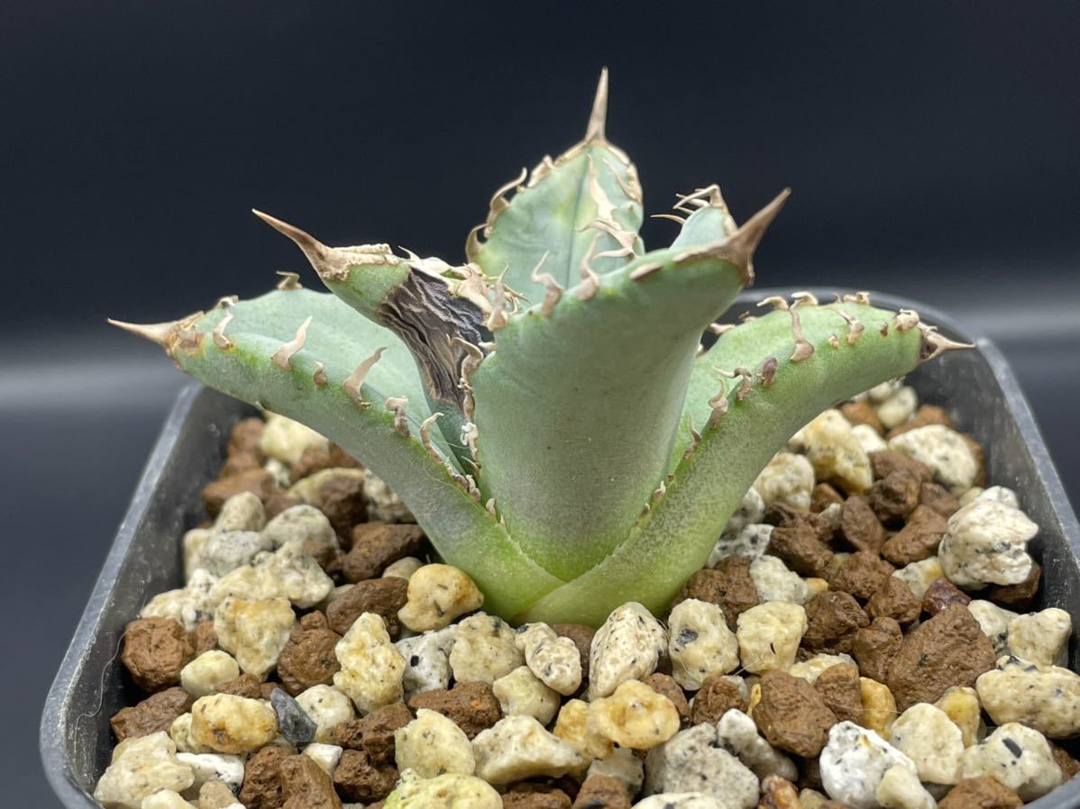 N氏産 チタノタ WTC Agave titanota select extra white thorns from