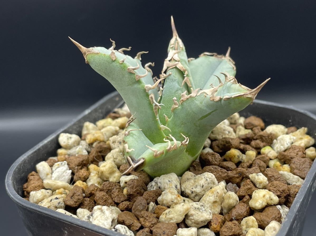 N氏産 チタノタ WTC Agave titanota select extra white thorns from