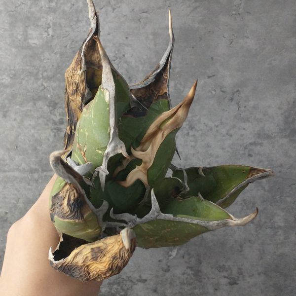 アガベ オテロイ 産 agave F4547SS級！！超希少個体オアハカ F2758SS級