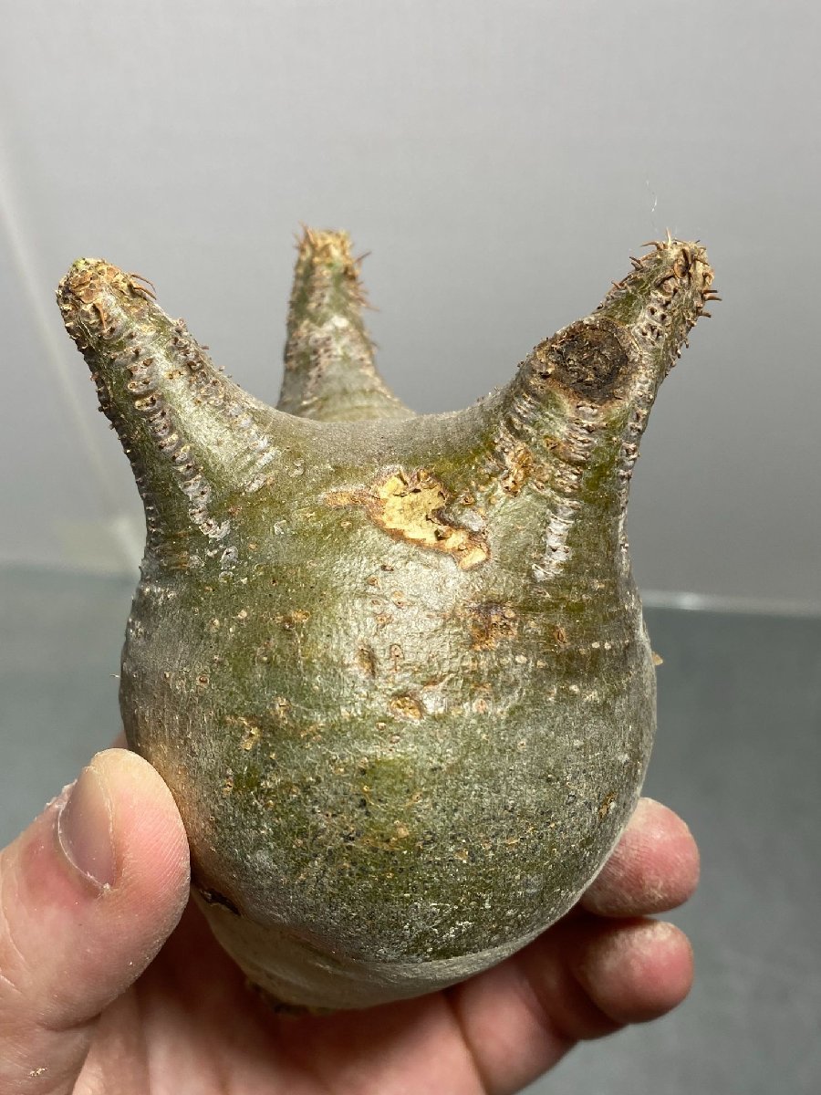 グラキリス パキポディウム 発根済み 公式通販 現地株 ガッツリ発根