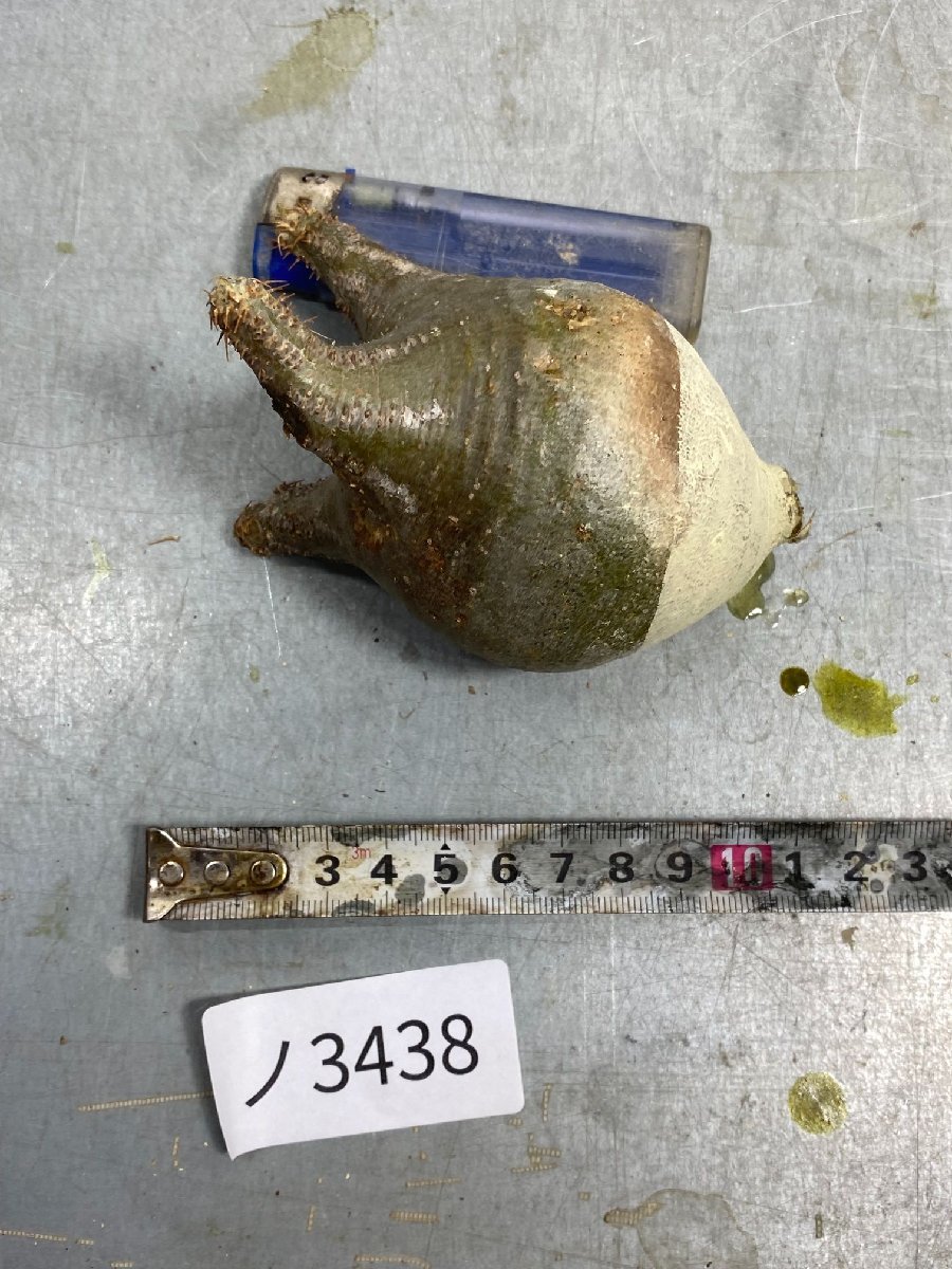グラキリス パキポディウム 発根済み 公式通販 現地株 ガッツリ発根