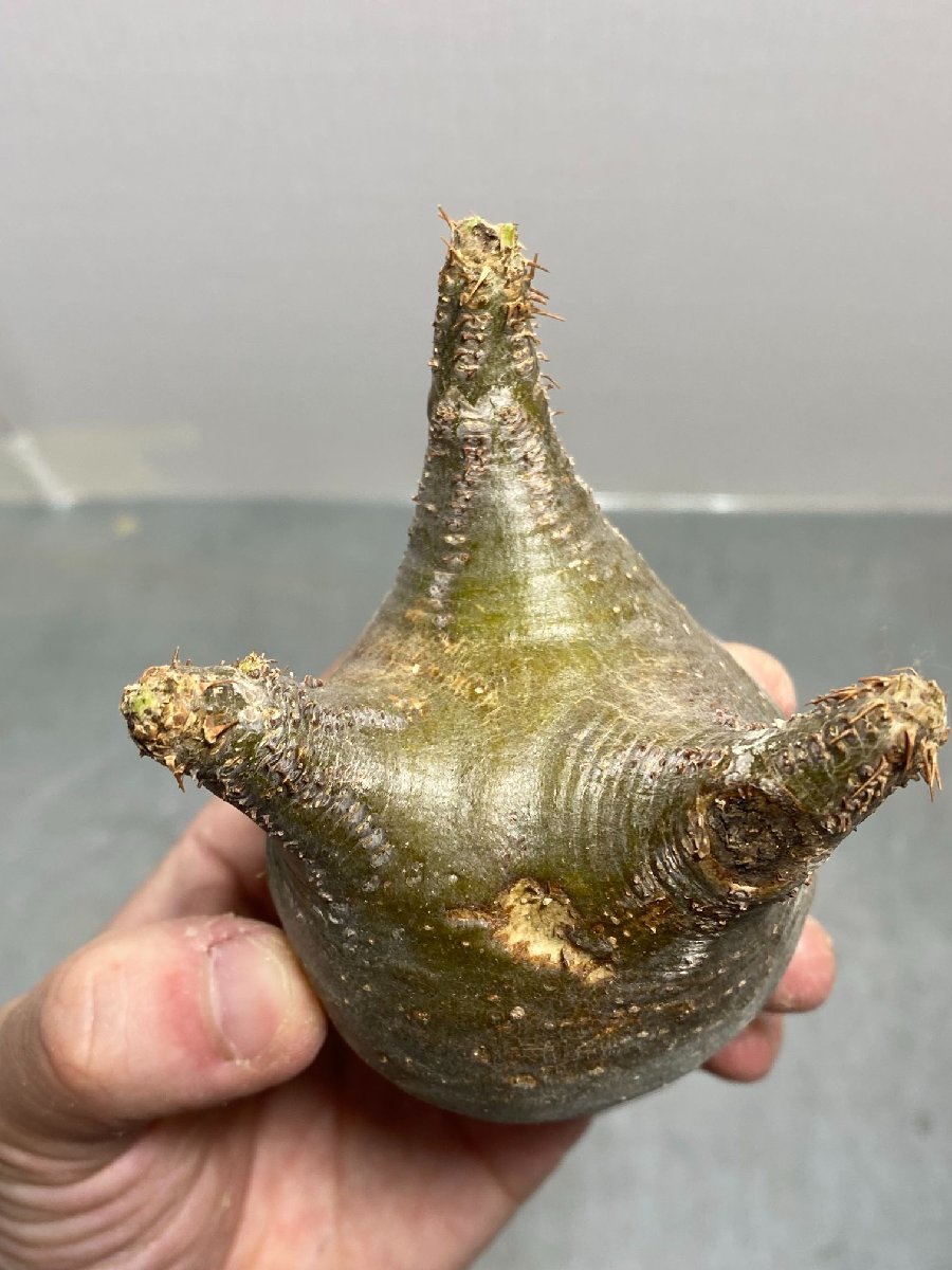 グラキリス パキポディウム 発根済み 公式通販 現地株 ガッツリ発根