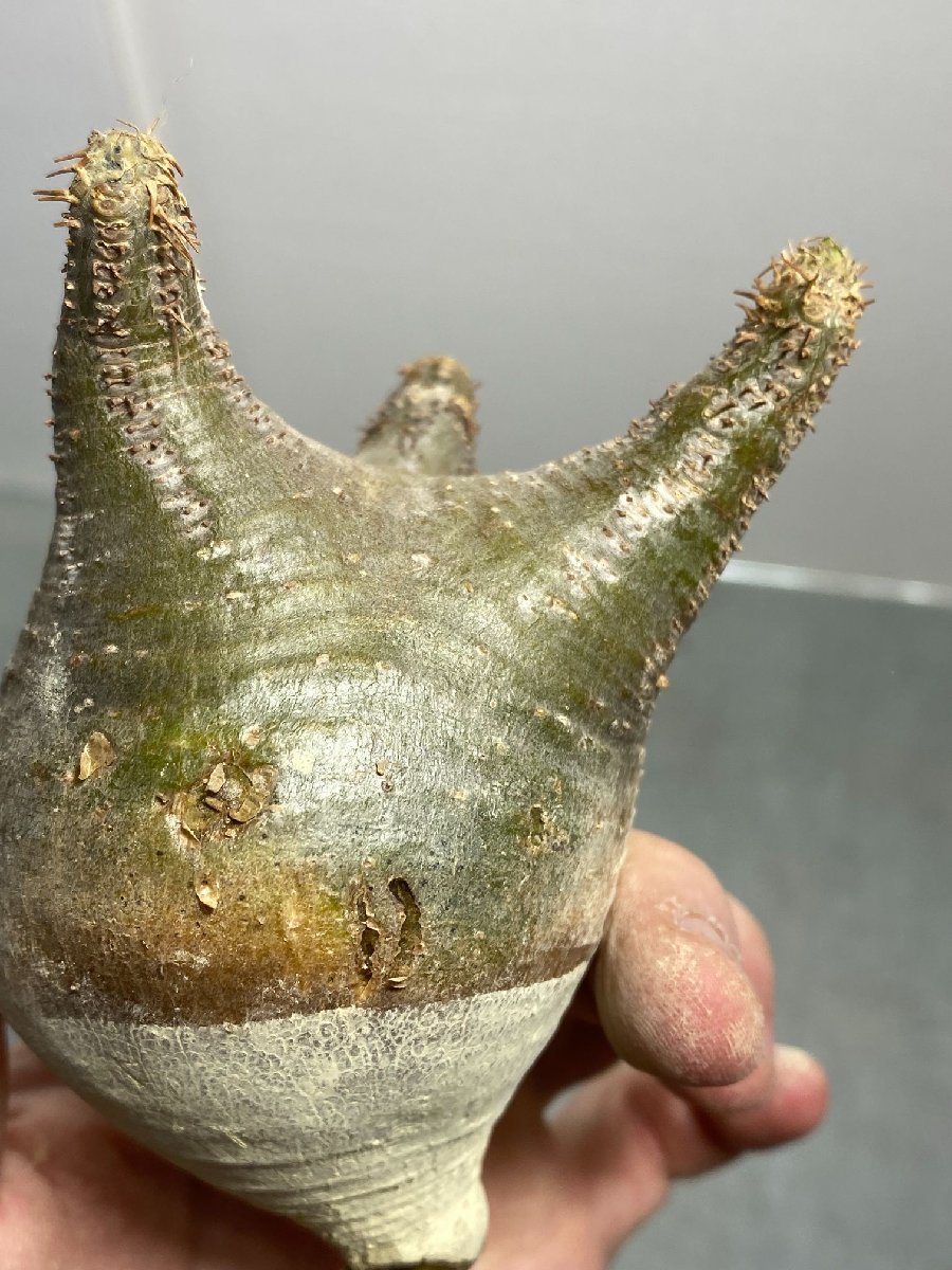 グラキリス パキポディウム 発根済み 公式通販 現地株 ガッツリ発根