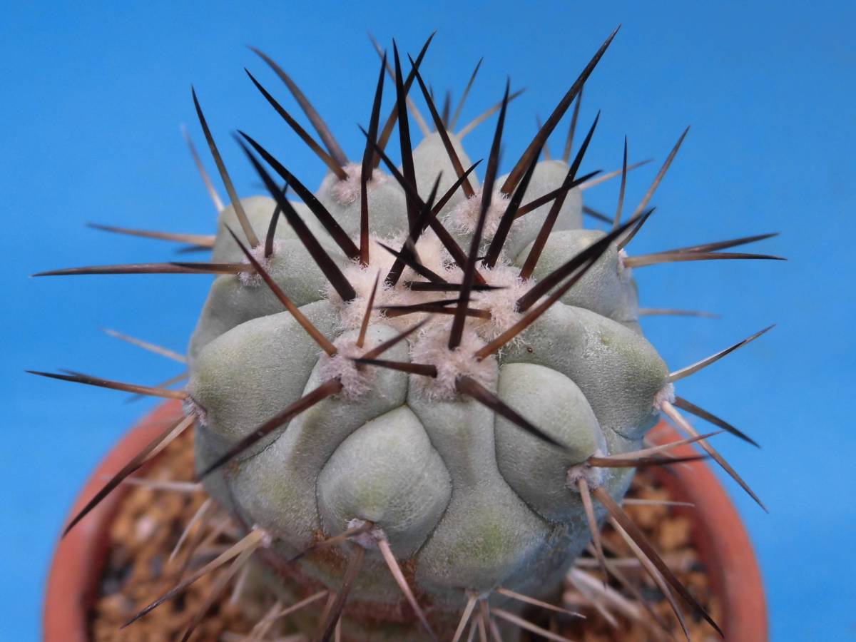 シネレア 黒王丸 カキ仔自根苗】コピアポア☆多肉植物☆サボテン